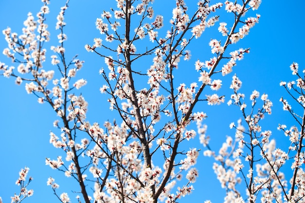 Un albero con fiori bianchi nel cielo