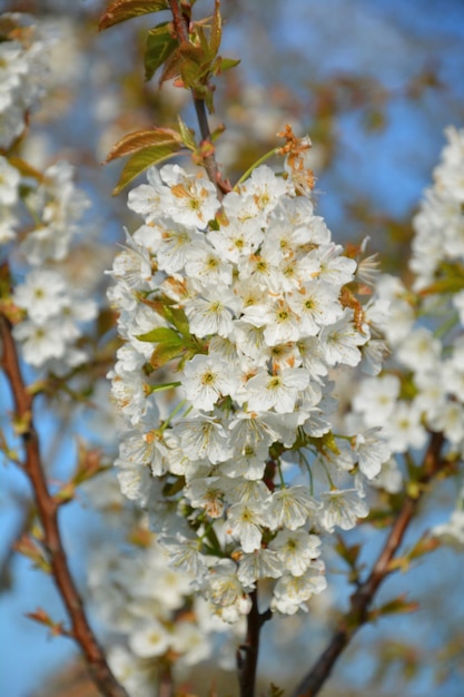 Un albero con fiori bianchi su cui è scritta la parola ciliegia