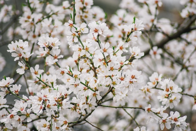 Un albero con fiori bianchi su cui è scritta la parola ciliegia