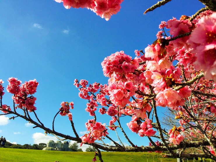 Un albero con fiori di ciliegio rosa in primo piano con un cielo blu sullo sfondo