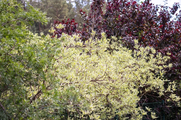 Un albero con fiori gialli e foglie verdi