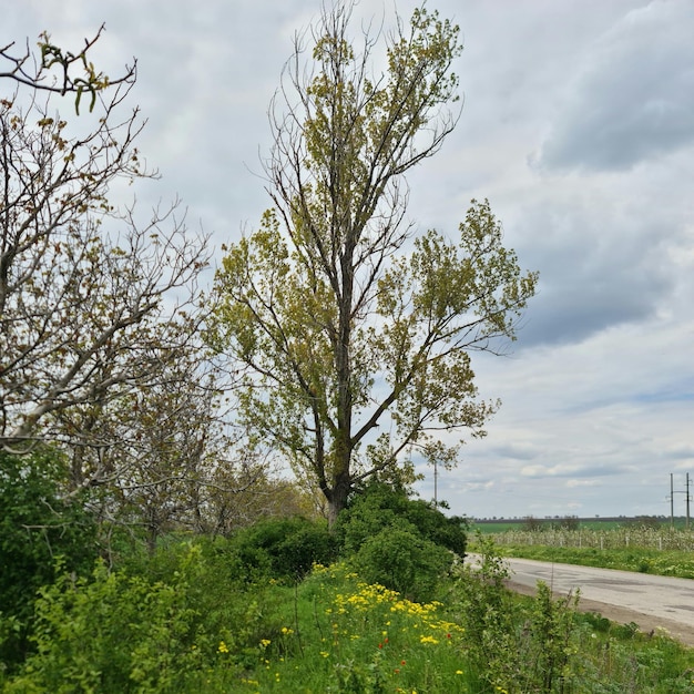 Un albero con fiori gialli è in primo piano in un campo.