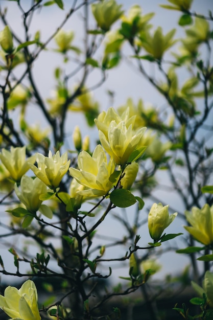 Un albero con fiori gialli in primavera.