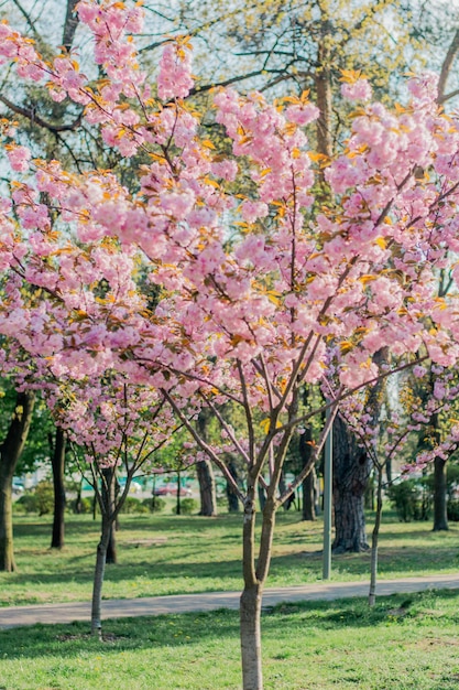 un albero con fiori rosa al centro