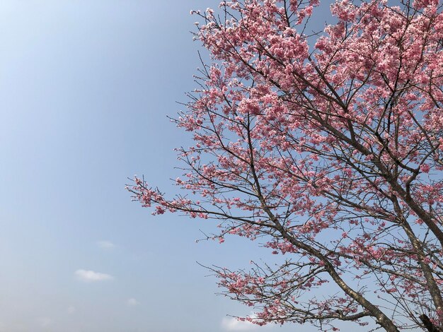 Un albero con fiori rosa davanti a un cielo blu