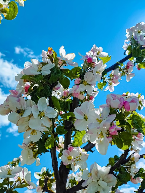 Un albero con fiori rosa e bianchi e foglie verdi.