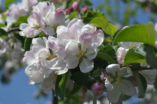 Un albero con fiori rosa e bianchi e foglie verdi