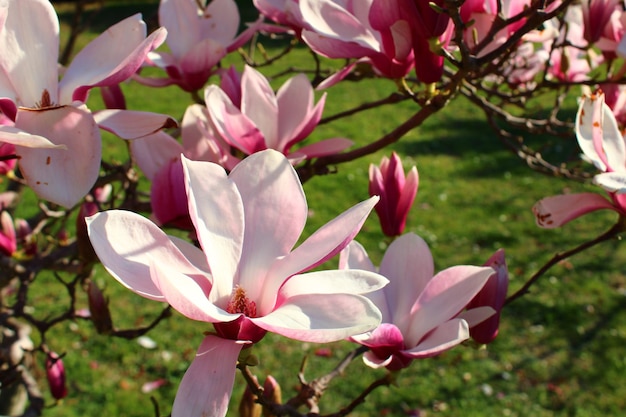 Un albero con fiori rosa e erba verde sullo sfondo.