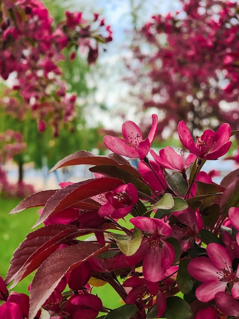Un albero con fiori rosa e foglie verdi sullo sfondo.