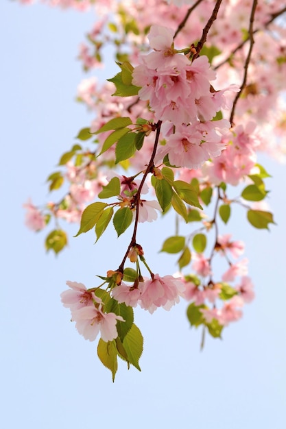 Un albero con fiori rosa e foglie verdi