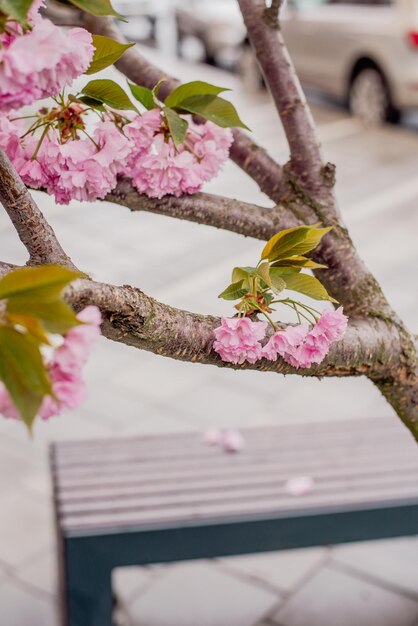 un albero con fiori rosa e foglie verdi