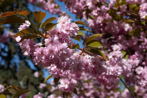 Un albero con fiori rosa e foglie verdi