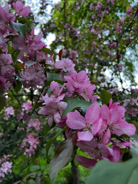 Un albero con fiori rosa e foglie verdi