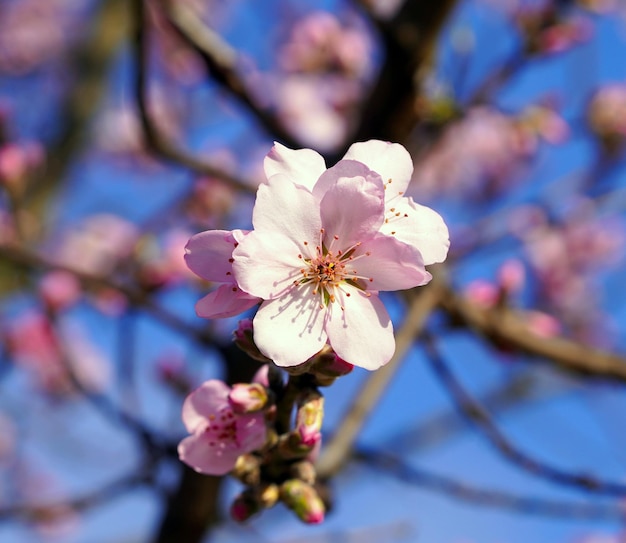 Un albero con fiori rosa e il cielo è blu.