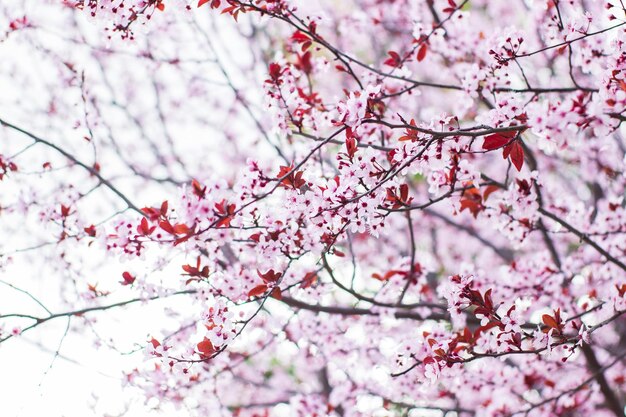 Un albero con fiori rosa e la parola ciliegia su di esso