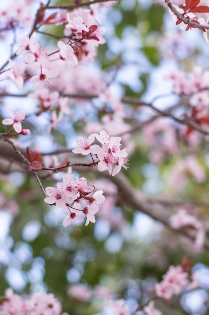 Un albero con fiori rosa in primavera