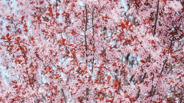 Un albero con fiori rosa in primavera