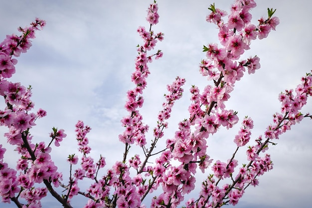 Un albero con fiori rosa in primavera