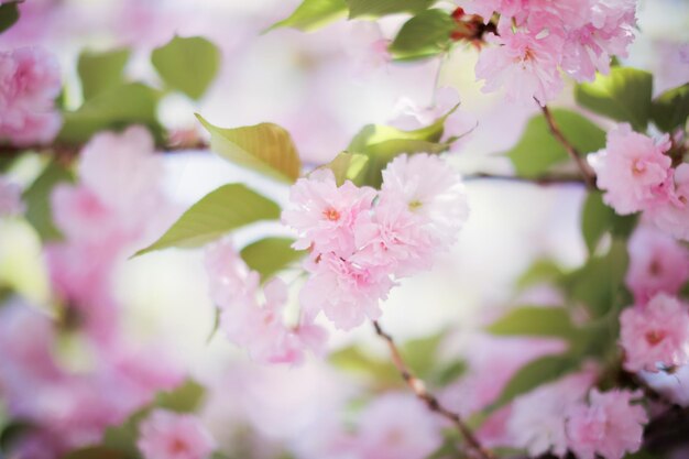 Un albero con fiori rosa in primavera