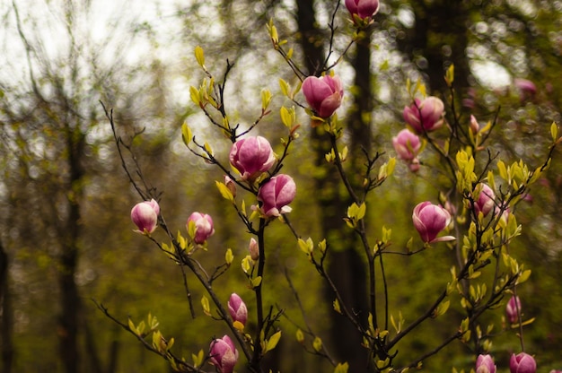 Un albero con fiori rosa su di esso