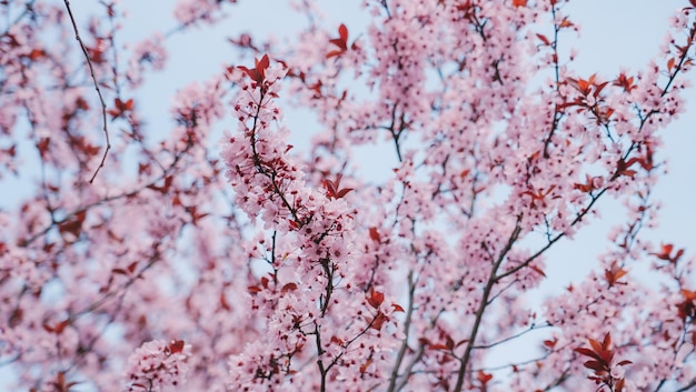 Un albero con fiori rosa sullo sfondo