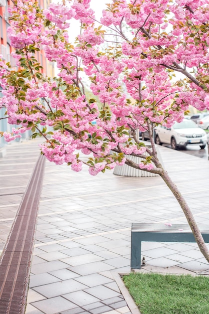 un albero con fiori rosa sullo sfondo