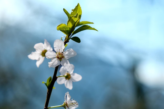 Un albero con fiori su cui è scritta la parola ciliegia