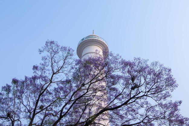 Un albero con fiori viola è davanti a una torre.
