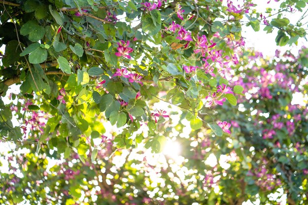 Un albero con fiori viola e il sole che splende attraverso le foglie