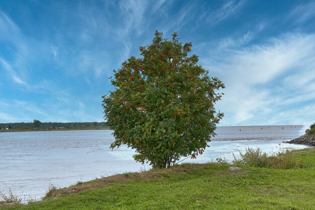 Un albero con fogliame verde e bacche rosse di sorbo sullo sfondo del lago