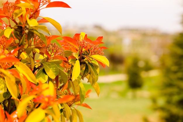 Un albero con foglie arancio brillante e un campo verde sullo sfondo
