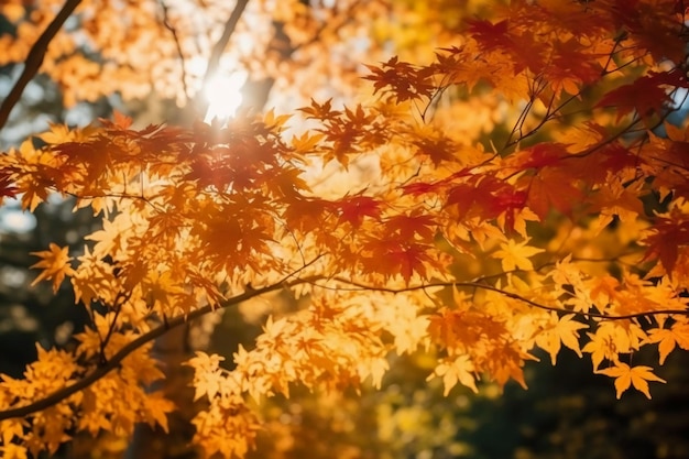Un albero con foglie di autunno alla luce del sole