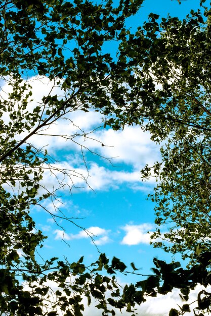 Un albero con foglie e il cielo è blu e copia lo spazio per gli sfondi