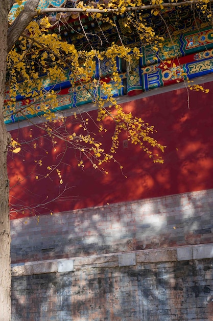 Un albero con foglie gialle è davanti a un muro con sopra un segno cinese.