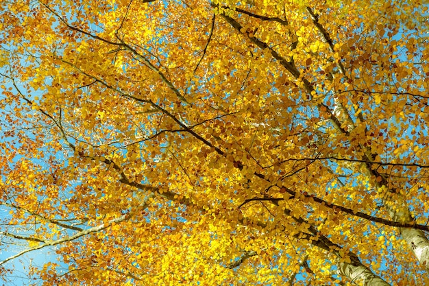 Un albero con foglie giallo brillante