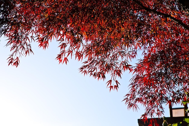 Un albero con foglie rosse alla luce del sole