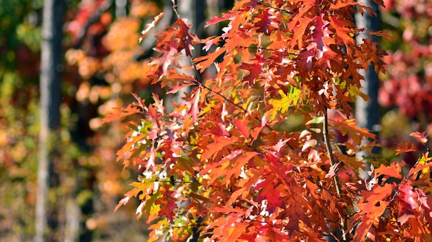 un albero con foglie rosse e arancioni