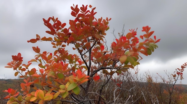 Un albero con foglie rosse in primo piano e un cielo nuvoloso sullo sfondo.