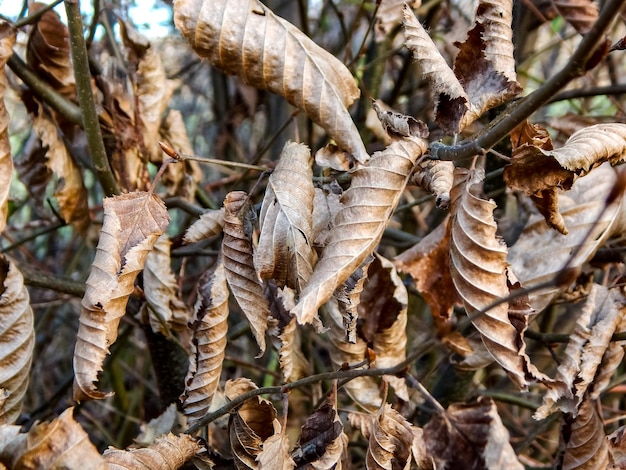 Un albero con foglie secche e sopra la scritta "morto".