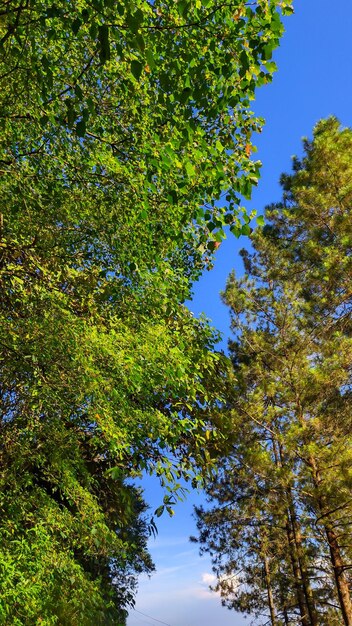 Un albero con foglie verdi e il cielo è blu