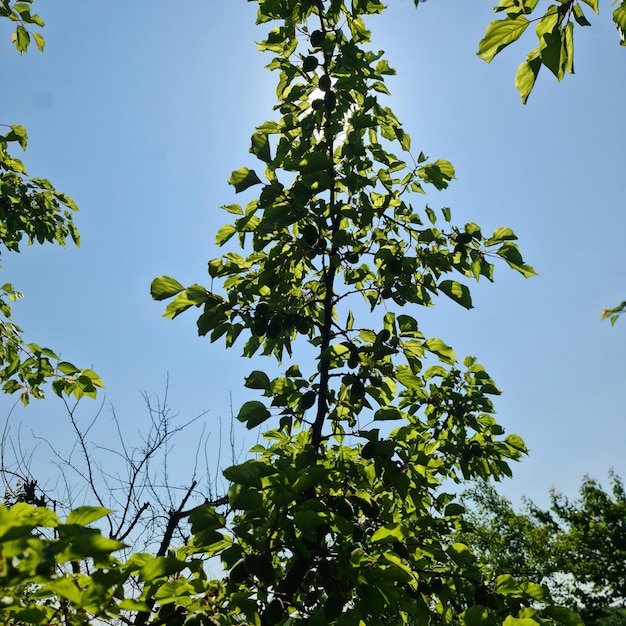 Un albero con foglie verdi e il sole che splende su di esso