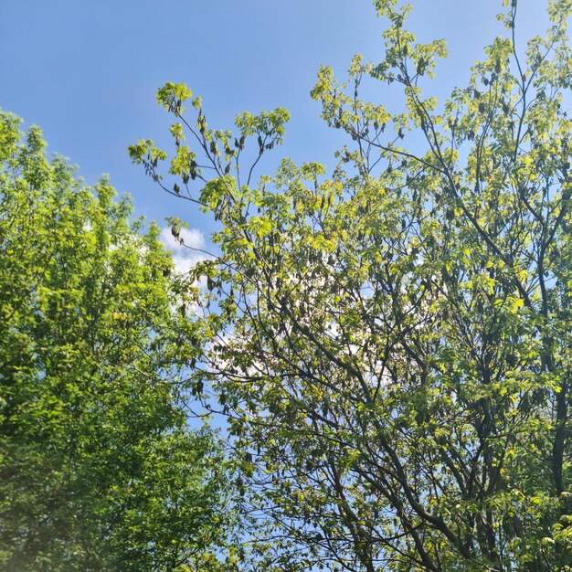 Un albero con foglie verdi e la parola "primavera" sopra