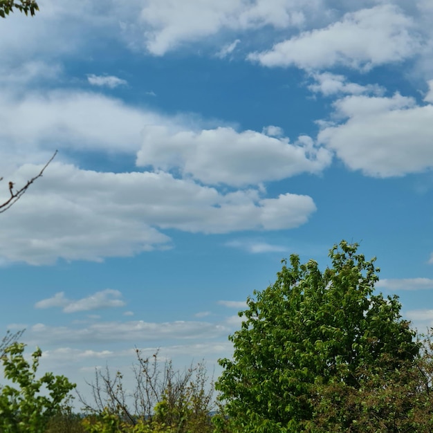 Un albero con foglie verdi e un cielo blu con nuvole