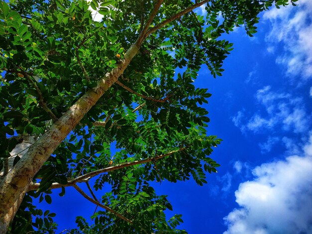 Un albero con foglie verdi e un cielo blu con nuvole