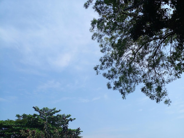 Un albero con foglie verdi e un cielo blu con poche nuvole