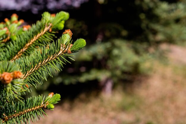 Un albero con foglie verdi e un ramo con aghi verdi