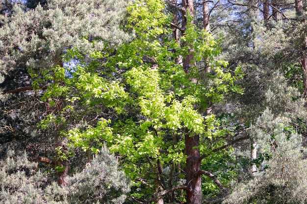 Un albero con foglie verdi nella foresta