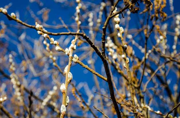 Un albero con gemme bianche e il cielo sullo sfondo.