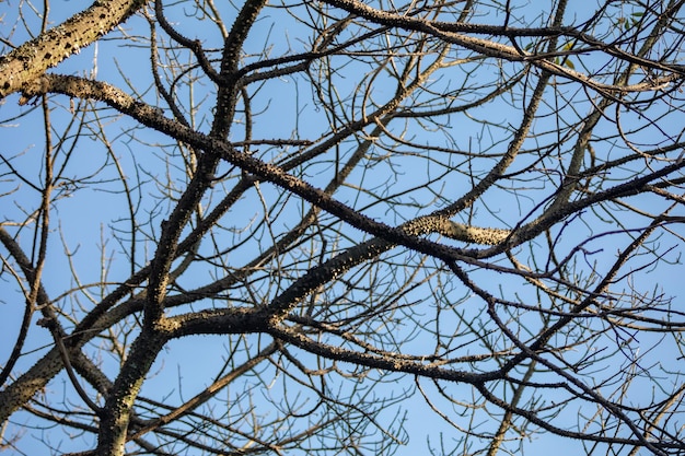 Un albero con i rami spogli e il cielo azzurro.