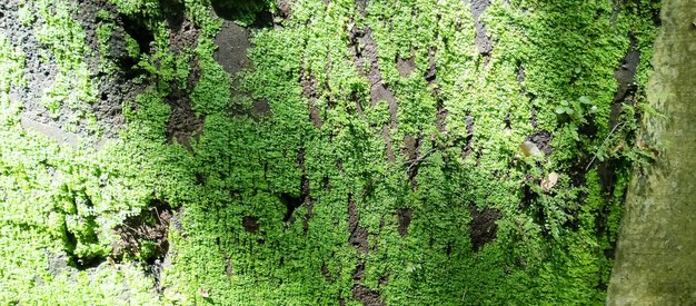 un albero con il muschio verde su di esso